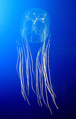 jellyfish avispa marina